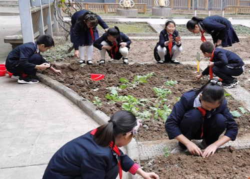 <b>西安八府庄小学召开一场特别“招标”校园里种菜开园前先“竞标”</b>