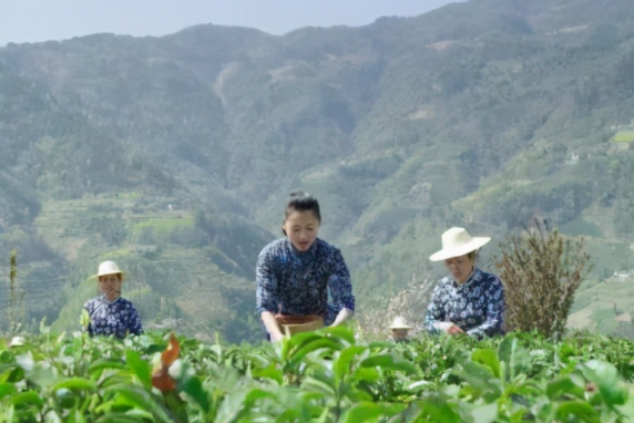 <b>安康这两县荣获“2020年度茶业百强县”称号！</b>