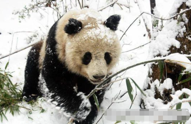 <b>陕西长青自然保护区不到3公里偶遇2只野生大熊猫</b>