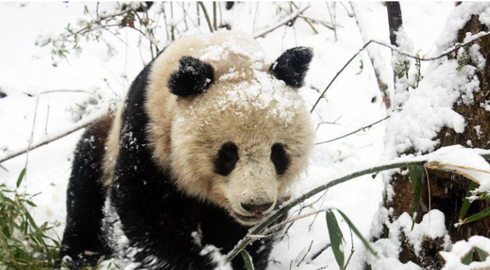 <b>​惊喜！陕西长青自然保护区不到3公里偶遇2只野生大熊猫</b>