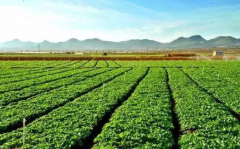 <b>陕西省新增四个国家级特色农产品优势区</b>