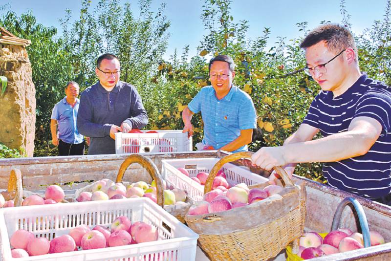 <b>铜川市王益区：苹果喜丰收 党员干部结对帮农户采摘</b>