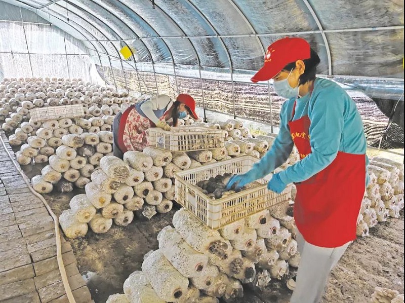 <b>印台区：百亩“小蘑菇”成就致富大产业</b>