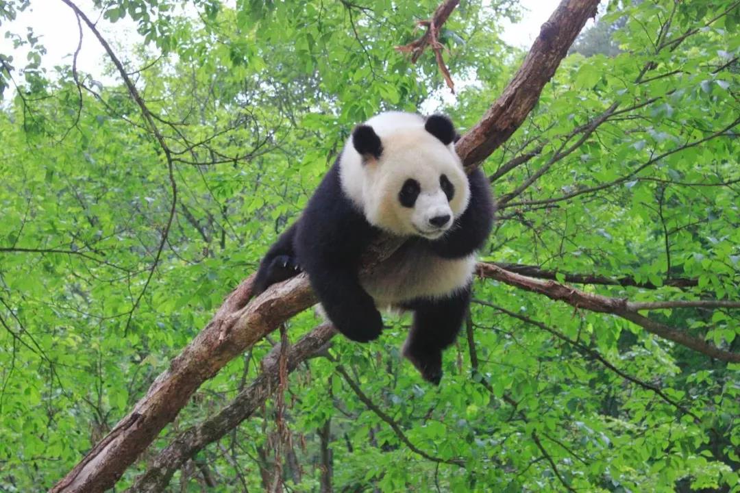 <b>中国首批大熊猫国家公园成立 涉及汉中四县</b>