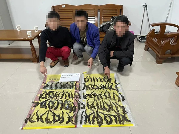 <b>刑事拘留！4名重庆人在安康岚皋非法捕获“山楂子”100余条</b>