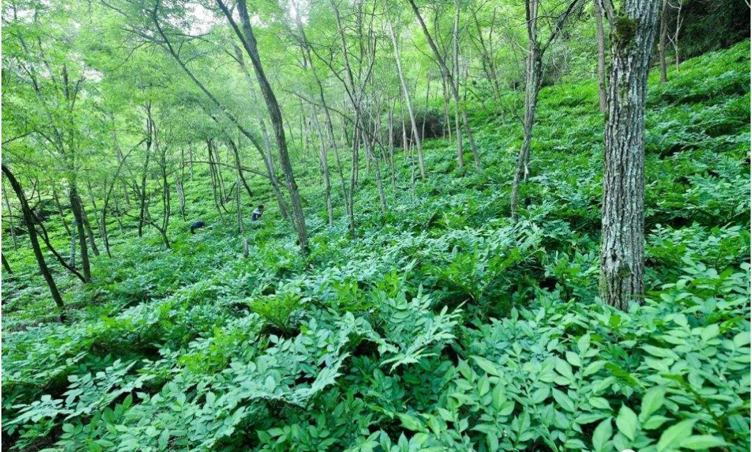 岚皋魔芋基地入选首批全国种植业“三品一标”基地