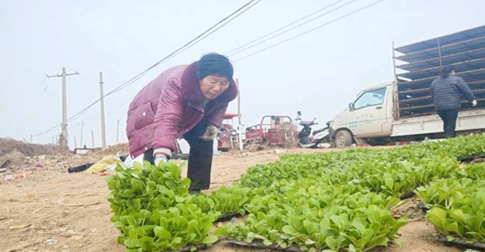 <b>丰仪镇春季大白菜种植正当时 亩产预计可达1.2万斤</b>