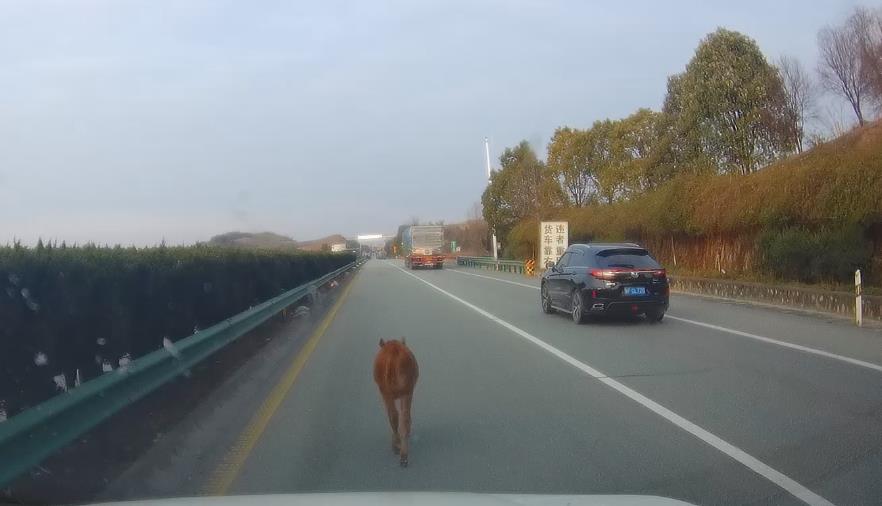 <b>小牛犊在高速“散步”洋县路管员秒变“牛倌”</b>