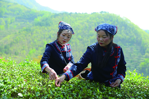 <b>2022年“安康富硒硒茶”系列茶事活动将于3月17日在汉滨区启幕</b>