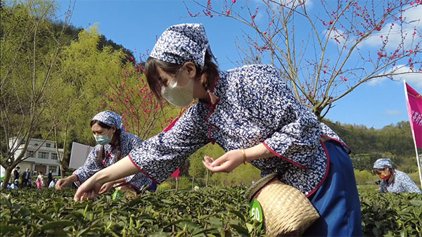 <b>“安康富硒茶·陕茶一号”春茶开园暨系列茶事活动在汉滨区举行</b>