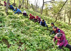 <b>圆农民致富梦！汉中宁强苏陕协作项目为乡村振兴添活力</b>