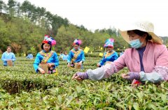 <b>领跑乡村振兴新赛道！汉中成为西北地区最大的茶产业生产基地</b>