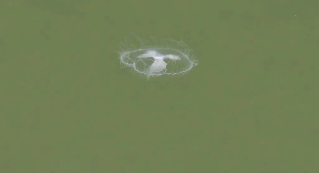 <b>真稀罕！商洛丹江湿地发现“水中大熊猫”桃花水母</b>