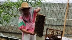<b>神木市万镇智慧养蜂助蜂农酿造“甜蜜事业”</b>