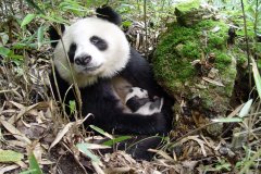<b>汉中市佛坪县第十三届秦岭大熊猫文化旅游节将于7月21日开幕</b>