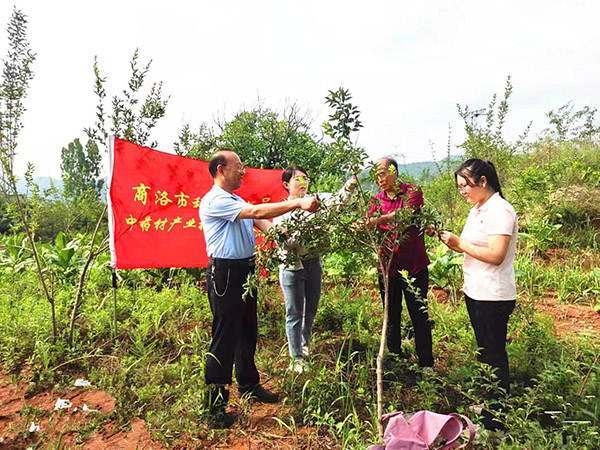 <b>商洛市科技特派员田间地头教技术 助力乡村振兴</b>