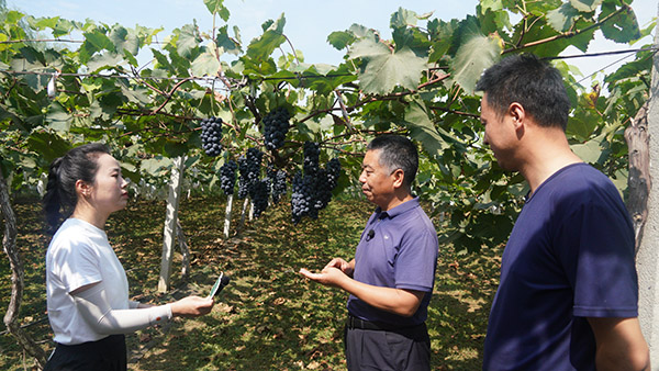 <b>“葡萄匠人”宋春来：以农为媒 打造 乡村振兴新引擎</b>