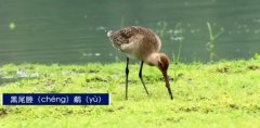 <b>特殊来客“打卡”汉江湿地 汉中首次发现近危鸟类黑尾塍鹬</b>