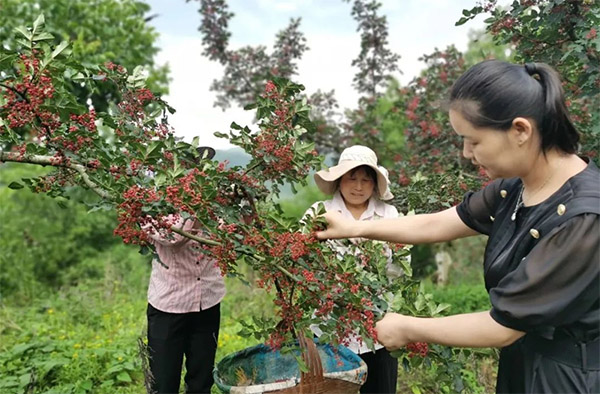 <b>凤县“五同步”管理机制压实驻村“五方责任”</b>