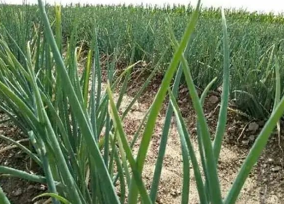 <b>榆林市榆阳区：硕果累累喜丰收 颗粒归仓收获忙  </b>