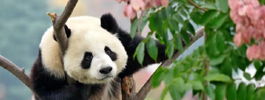 <b>占地2252亩，选址长安，秦岭大熊猫科学公园规划“曝光”！</b>