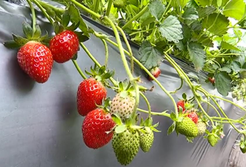 <b>乡村振兴看西安｜高陵区东张市村：发展草莓种植 壮大集体经济</b>