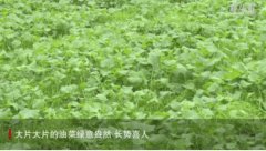 <b>陕西汉中：机械化让114万亩油菜高效播栽 打下丰产基础</b>