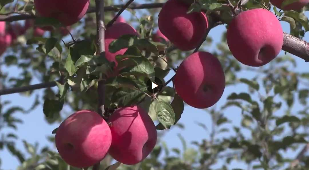 <b>总书记关心的苹果成为乡亲们脱贫致富的“幸福果”</b>