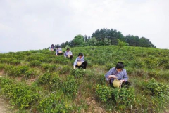 <b>人均种茶5亩以上！山阳县黄家店村平地种粮山地种茶 日子越来越红火</b>