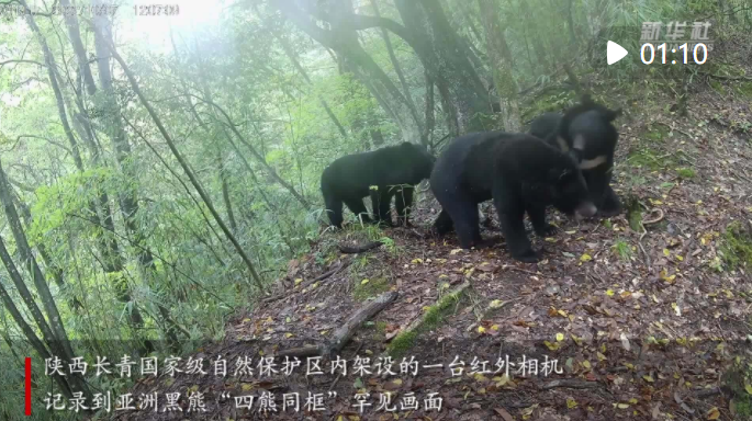 <b>四只黑熊“亲子共游” “熊孩子”玩坏红外相机</b>