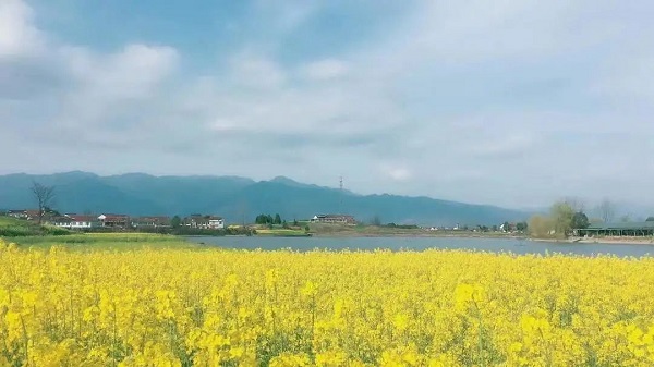 <b>邂逅汉中老君镇，不仅能赏花还能认购土地 </b>