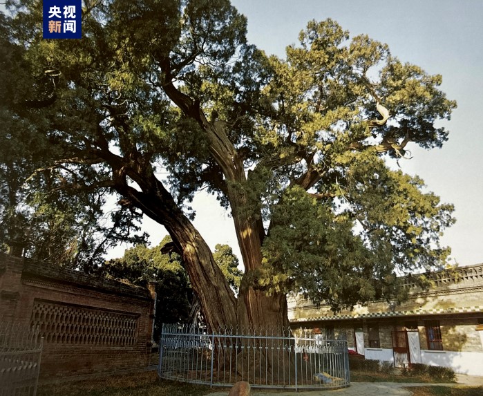 <b>“一树一策”！陕西将对5株5000年以上古树进行实时监控保护</b>