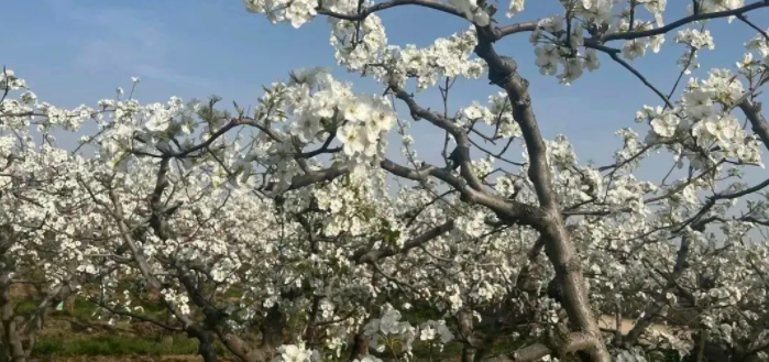 <b>27万亩梨花花海你见过吗？陕西首趟“梨花专列”开行</b>
