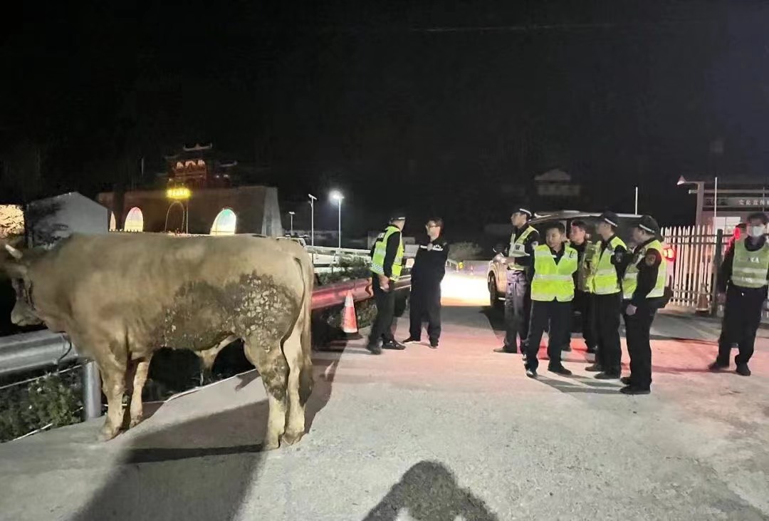 <b>银昆高速深夜上演牛“跳车”！汉中交警变身“赶牛人”为其寻主</b>