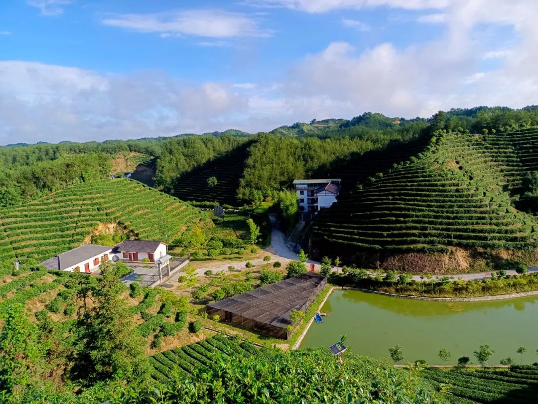 <b>陕西20条茶旅融合精品景点线路发布，汉中6条线路入选</b>