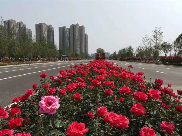 <b>陕南首届月季花展暨十二花神汉服文化节4月28日亮相汉中 </b>