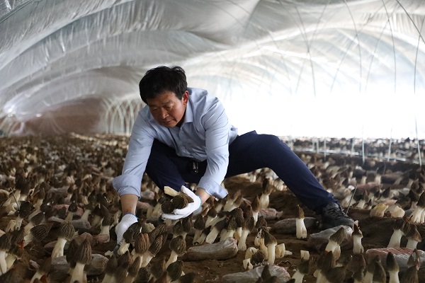 <b>“钱”景不错！榆阳区小壕兔乡羊肚菌种植撑起增收致富“伞”</b>