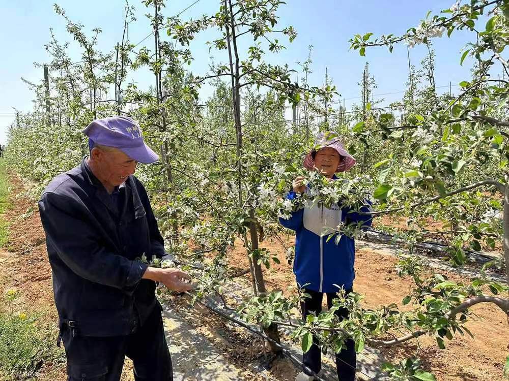 宜君县尧生镇：开展春季管护 提高苹果种植效益