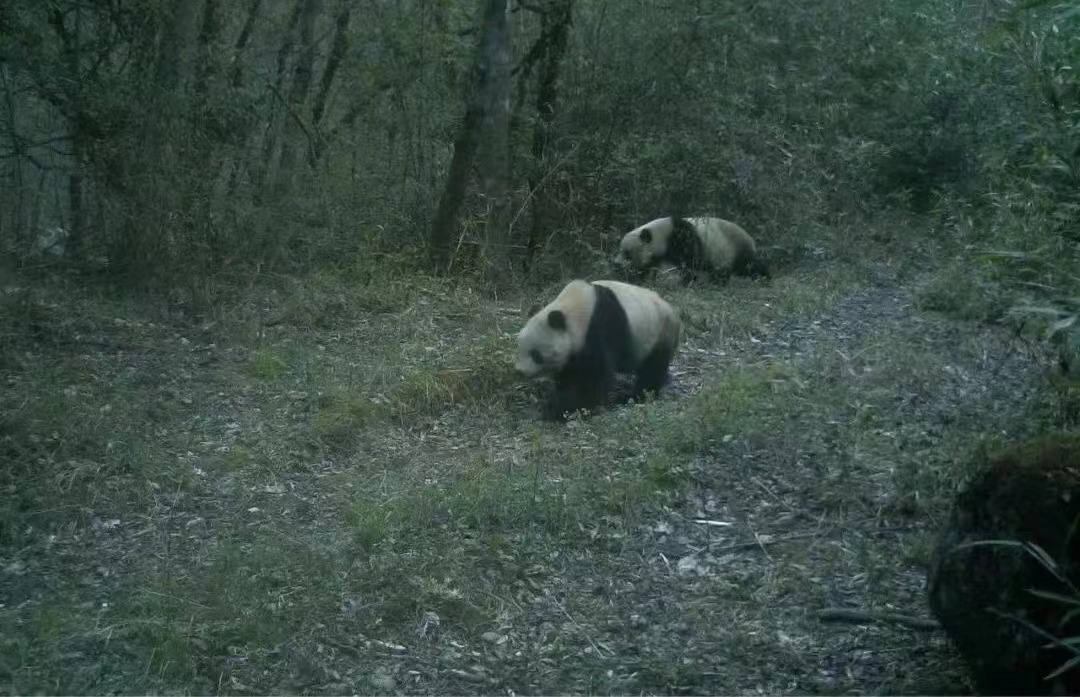 <b>同时拍摄到2只 ！汉中市洋县华阳镇石塔河有熊猫出没</b>