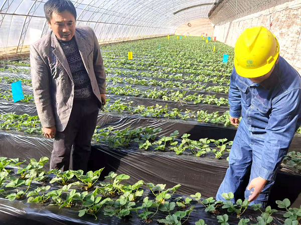<b>国网榆林供电公司：“零距离”走访种植户 助力乡村振兴</b>