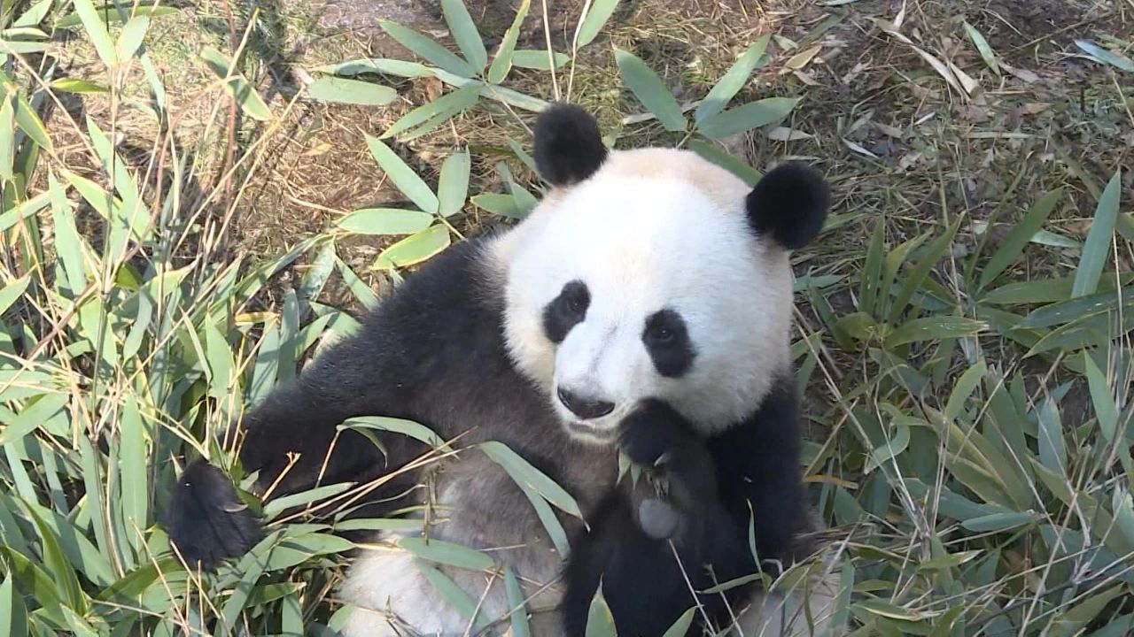 <b>小程序预约看熊猫！  5月27日起汉中大熊猫救护繁育研究基地对外开放</b>