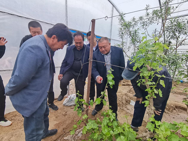 <b>榆林市佳县优秀人才“组团”下乡  撑起富农“增收伞”</b>