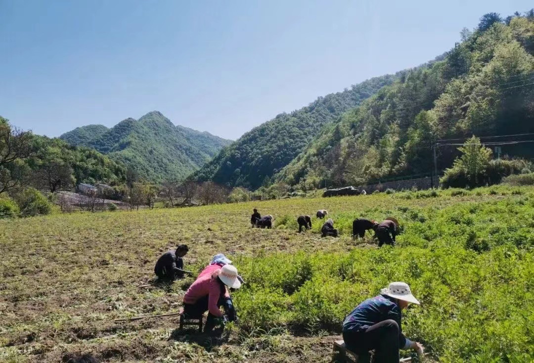 <b>汉中市留坝县发现大面积富硒土壤</b>