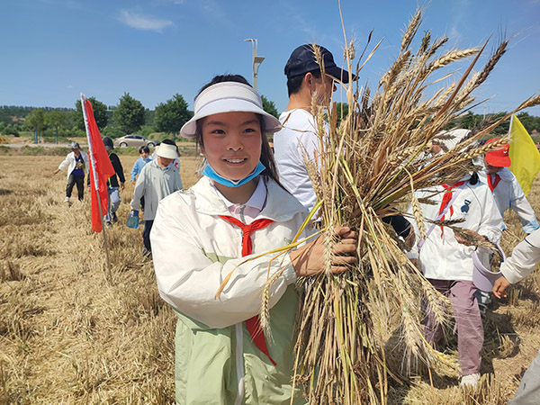 陈仓区西堡小学开展“割麦子 拾麦穗 颗粒归仓”劳动实践活动