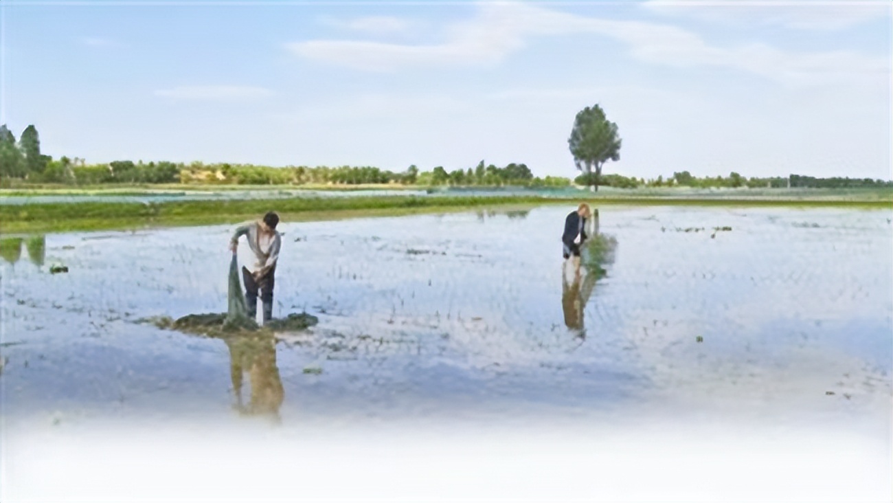 <b>榆林市横山区：4万亩水稻实现稻渔综合种养全覆盖</b>