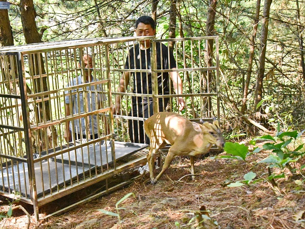 <b>一只黄麂坠入汉中市宁强县城玉带河 干群施救后放归山林</b>