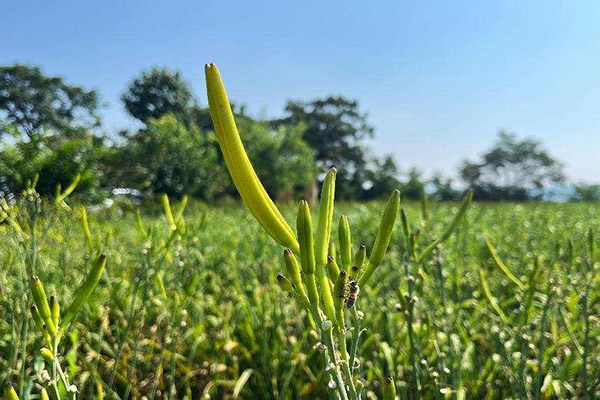 黄花种满农家田 印台遍地是“金针”