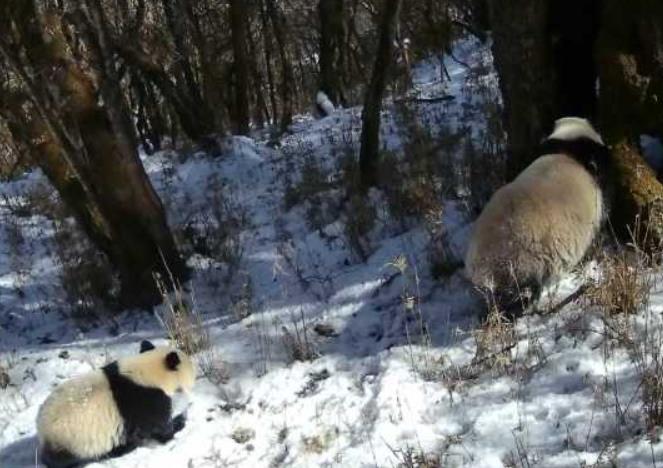 <b>川陕甘开展协同立法加强大熊猫国家公园保护管理</b>