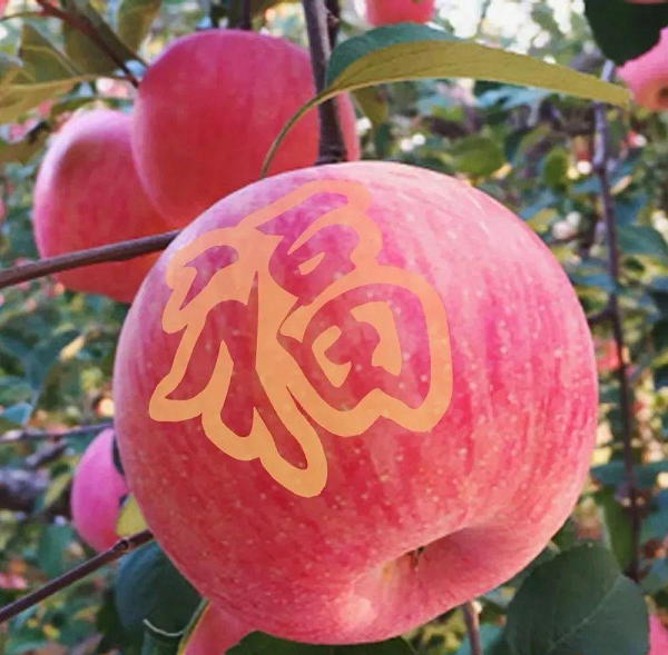 <b>“延安有我一棵苹果树”贴字活动开启！快为苹果选个“文化马甲”吧</b>
