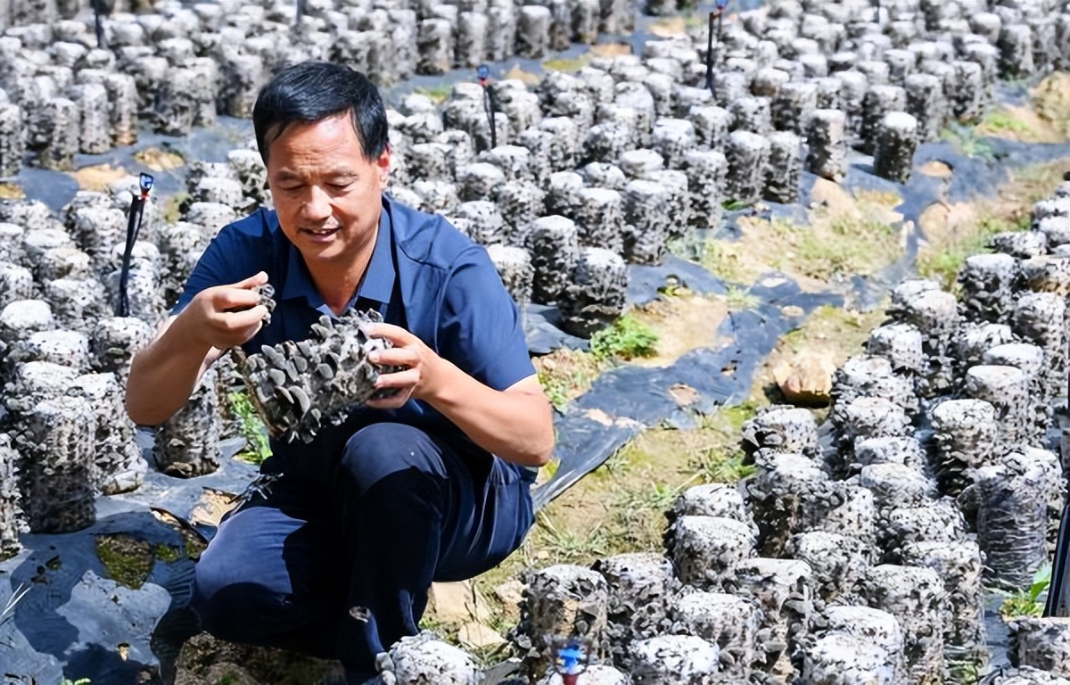 <b>周清林的地栽木耳经</b>